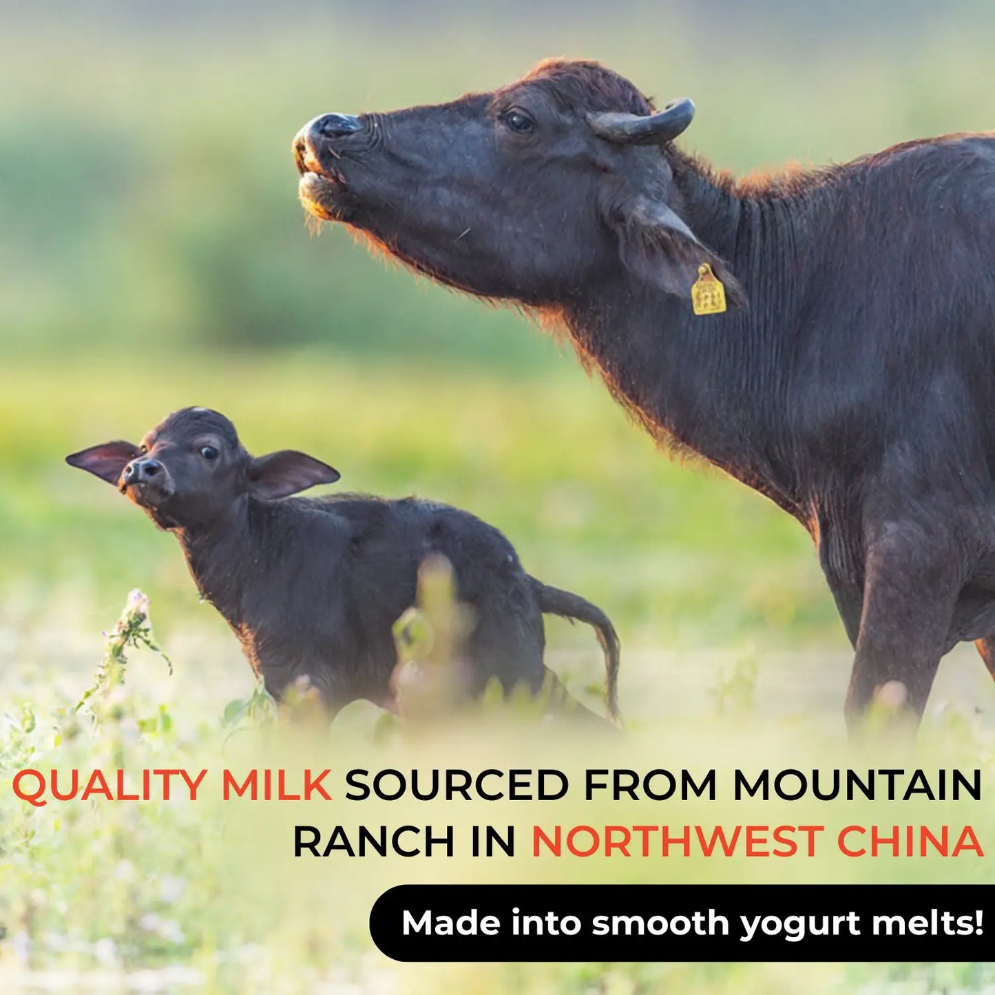 hltone.myshopify.com Qiu Tian Man Man Organic Probiotic Yogurt Melts for Babies | 7+ Months | Calcium Rich | Healthy Baby Snack (18g) variable